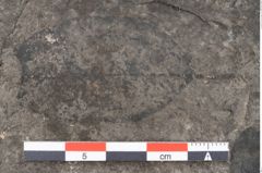 Foto (Detailansicht) von Zizyphus paradisiacus Unger (NHMW-GEO-2024-0188-8028)